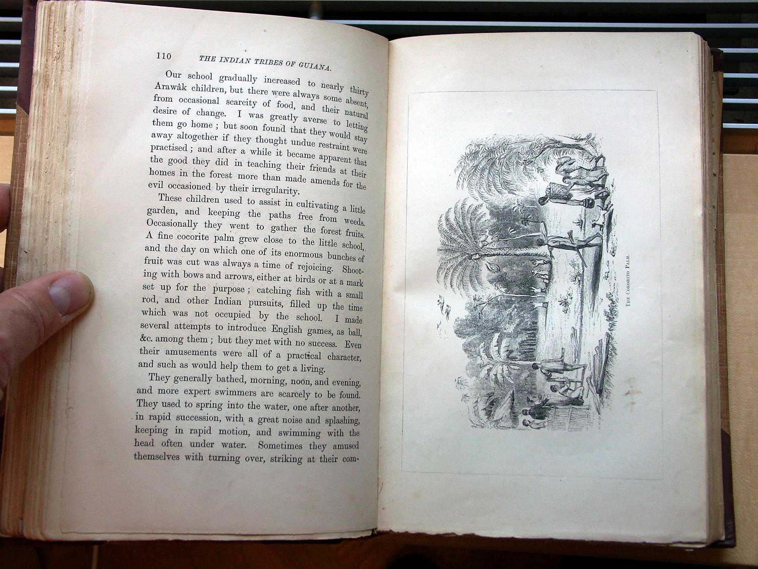 zz-bret68,s.110 cocos-palme und paddel